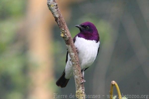 Amethyst starling