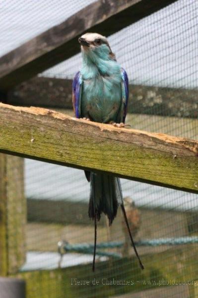 Racket-tailed roller