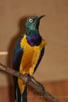 Golden-breasted starling