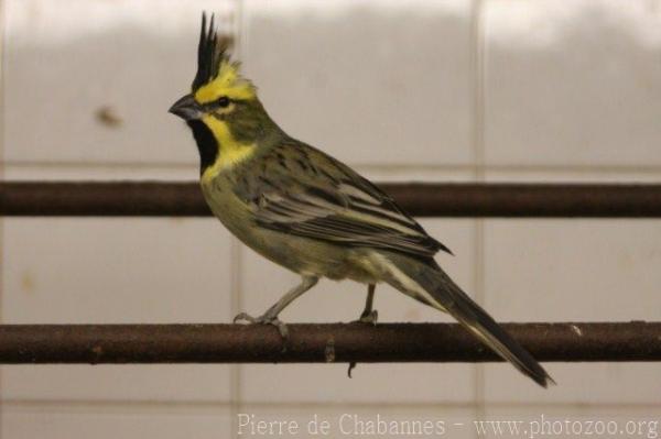 Yellow cardinal