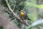 Red-billed leiothrix