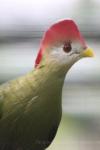 Red-crested turaco