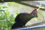 Fischer's turaco