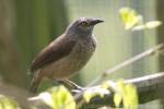 Brown babbler