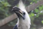 White-crowned hornbill