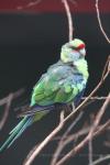 Mallee ringneck