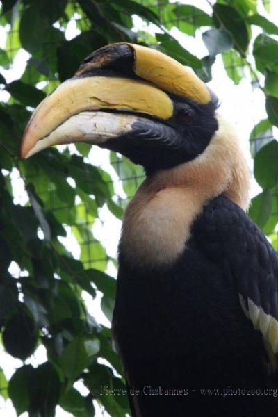 Great hornbill