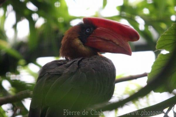 Rufous hornbill