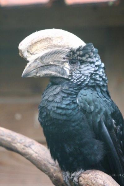 Silvery-cheeked hornbill