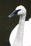 Trumpeter swan