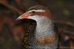 Buff-banded rail