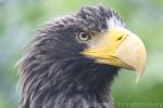 Steller's sea-eagle