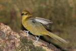 Montserrat oriole