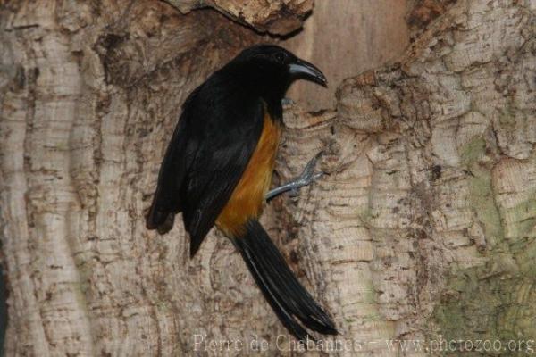 Montserrat oriole