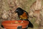 Montserrat oriole