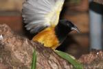 Montserrat oriole