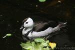 Cotton pygmy-goose