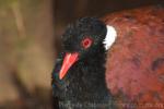 Pheasant pigeon