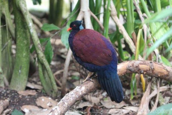 Green-naped pheasant pigeon