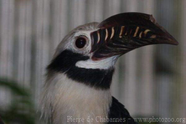 Visayan tarictic hornbill