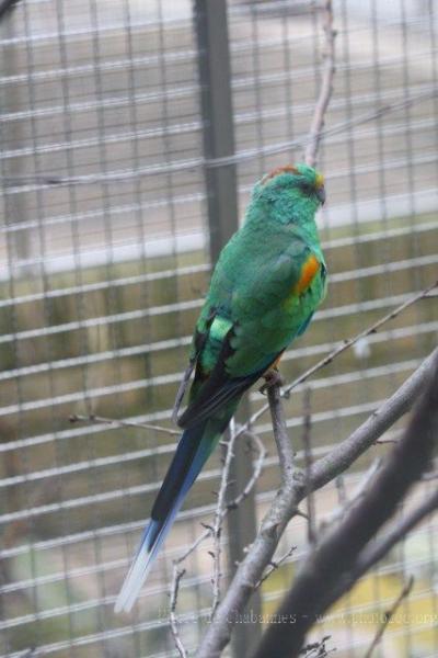 Mulga parrot *