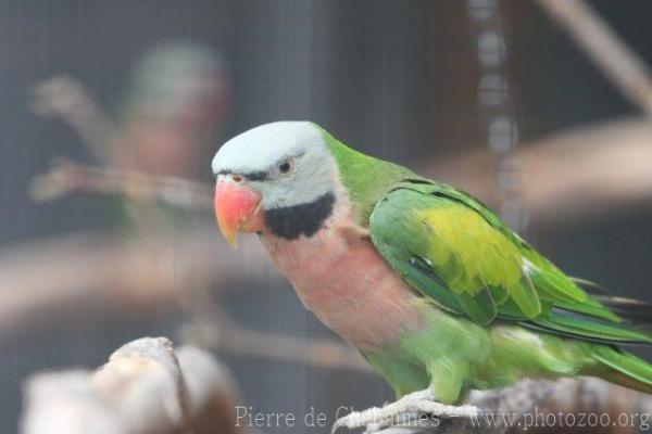 Moustached parakeet