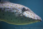 Scribbled leatherjacket filefish *