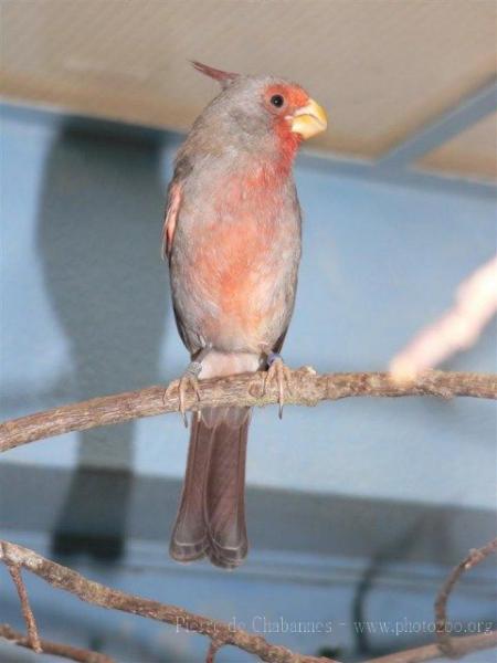 Pyrrhuloxia