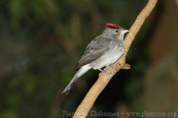 Pileated finch