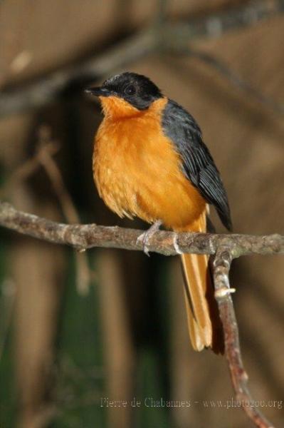 Snowy-crowned robin-chat