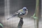 African chaffinch *