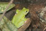 White-lipped tree frog