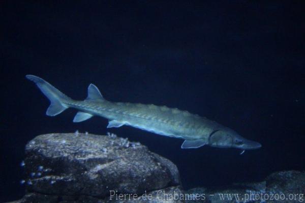 White sturgeon