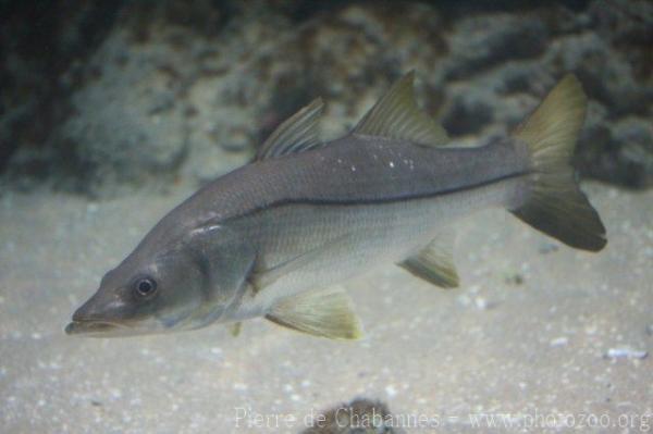 Common snook