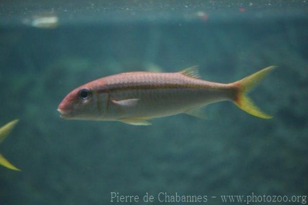 Yellow goatfish