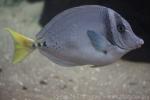 Razor surgeonfish