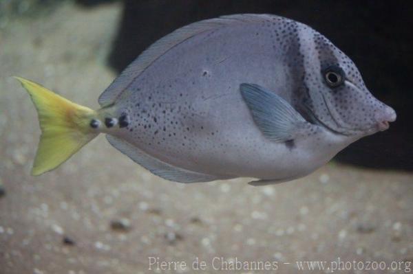 Razor surgeonfish