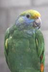 Blue-cheeked amazon *