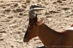 Red hartebeest *