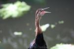 African darter