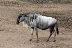 Eastern white-bearded wildebeest