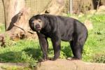 Malayan sun bear