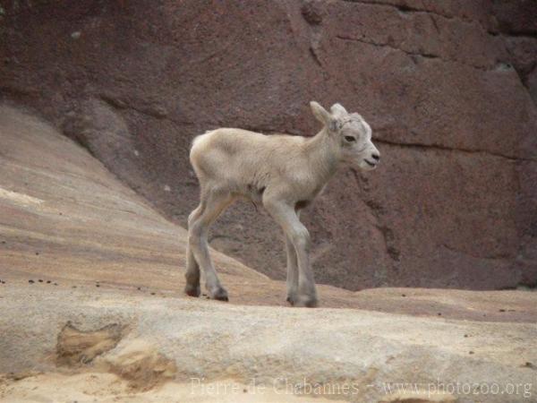 Bighorn sheep