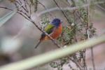 Painted bunting