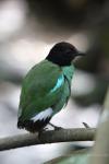 Western hooded pitta