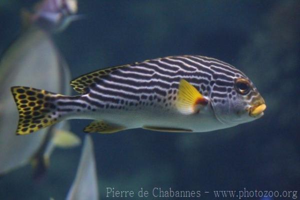 Yellowbanded sweetlips