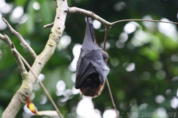 Rodrigues flying-fox