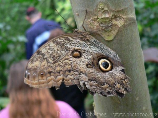 Pale giant owl *