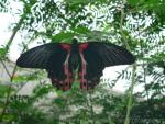 Scarlet mormon *