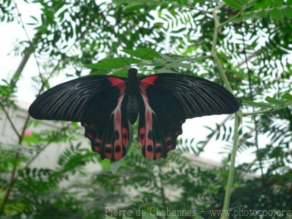 Scarlet mormon *